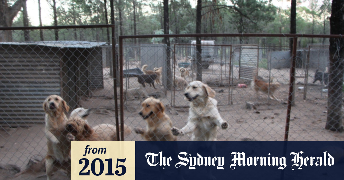 Puppy sales farm sydney